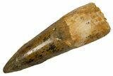 Bargain, Fossil Spinosaurus Tooth - Real Dinosaur Tooth #324841-1
